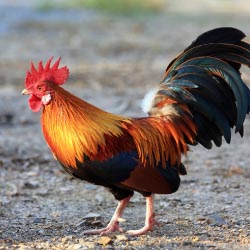 Chickens rule the roost on Kauai, so knowing their backstory is important. // © 2013 Thinkstock